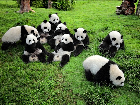 tourist attractions in chengdu china