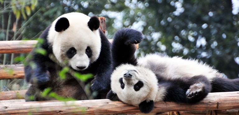 Dujiangyan Panda Base, Chengdu