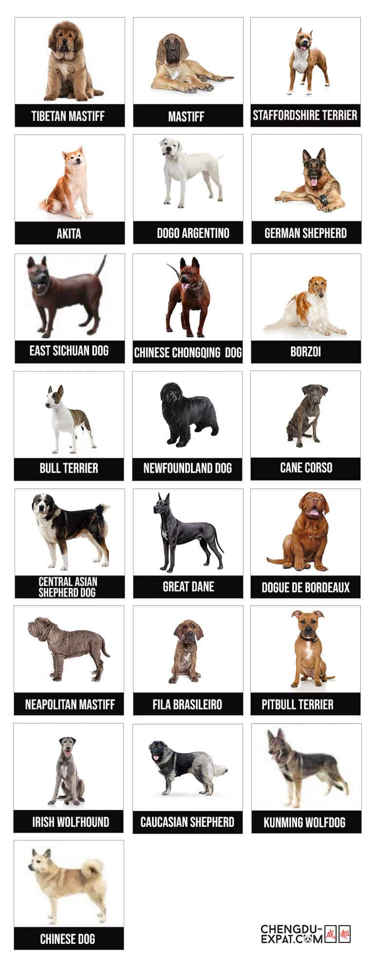 chinese dog breeds list