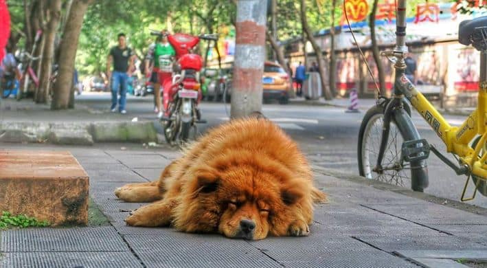 Dog Breed Ban Begins in Chengdu