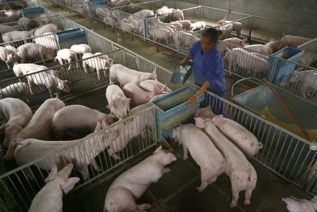 African Swine Fever Reported in Sichuan | Chengdu Expat