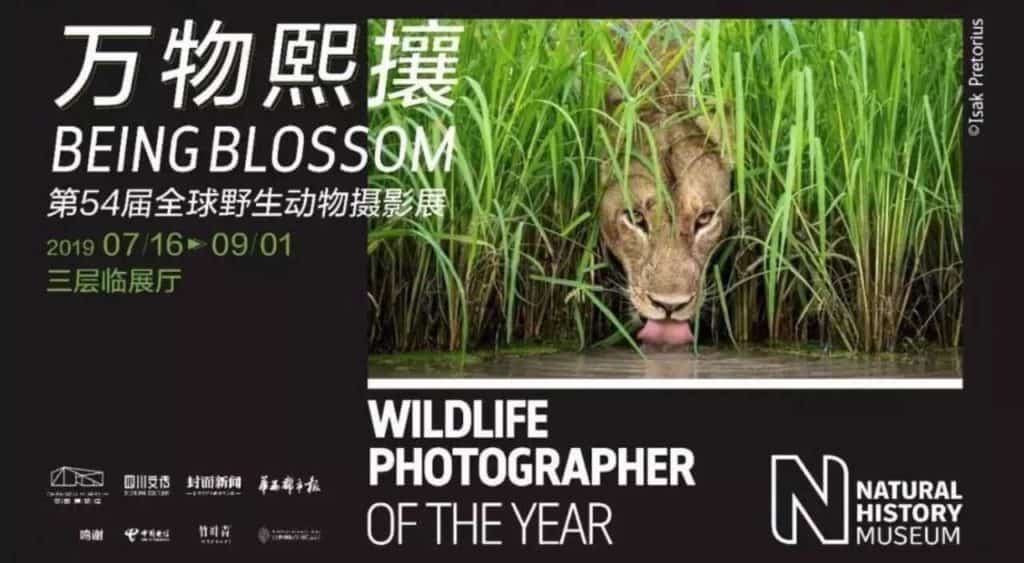 wildlife-photographer
