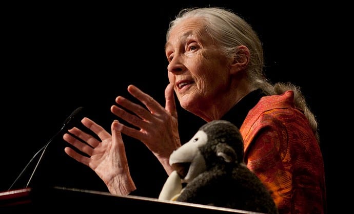Jane Goodall Public Speech in Chengdu Museum | Chengdu-Expat.com