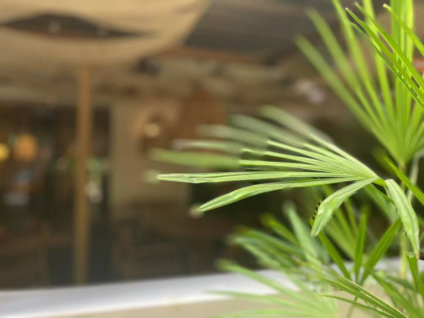 Palm cdexpat